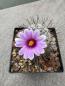 Preview: Mammillaria insularis